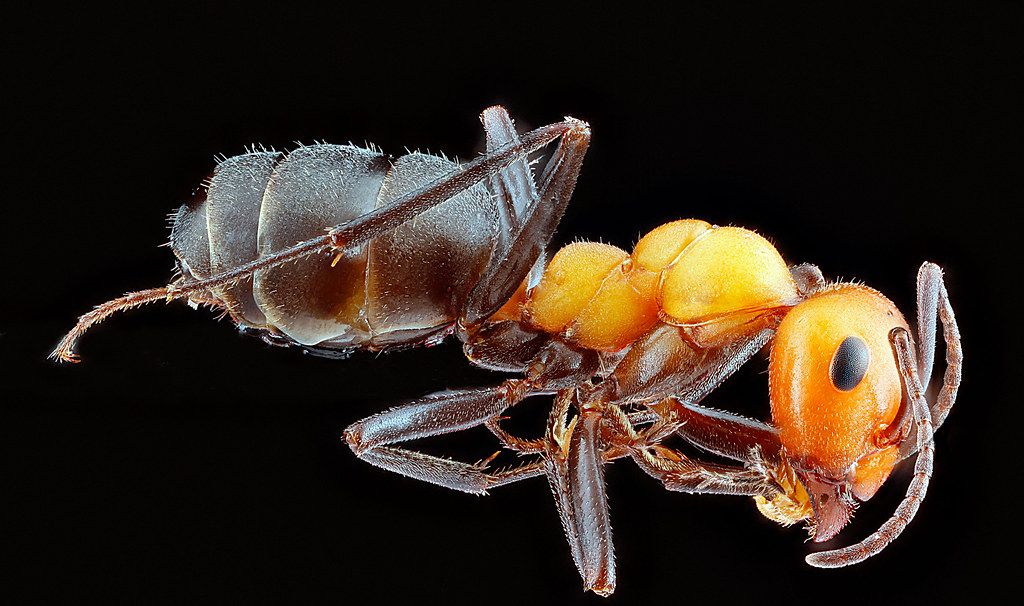 Ant Control service in Lakeland, FL