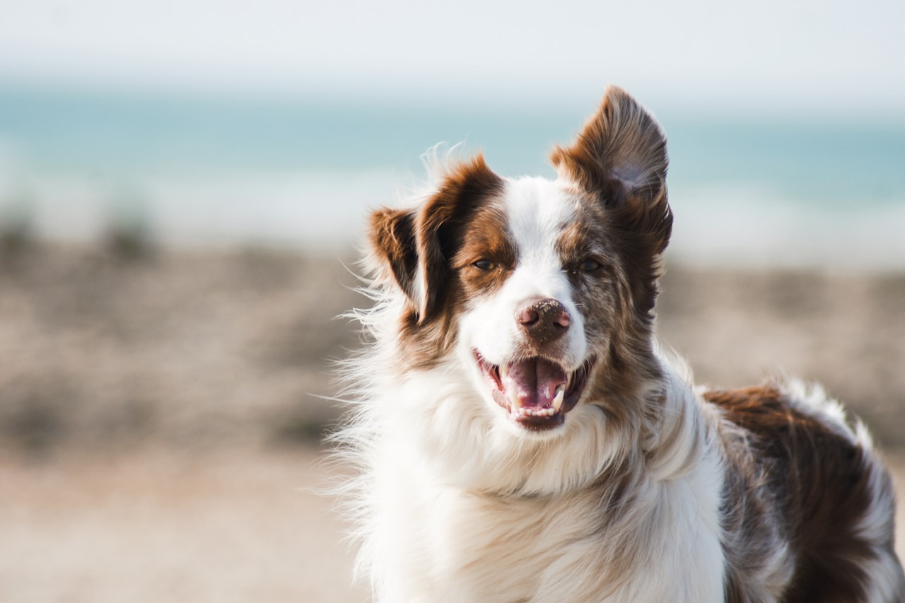 Flea & Tick Control service in Lakeland, FL