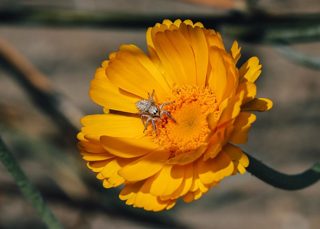 Spider Control service in Lakeland, FL